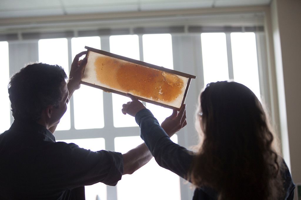 Environmental Science Professor Berry Brosi with student in his lab viewing honey comb in front of window